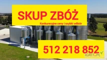 Witam kupię duże ilości pszenicy i pszenżyta również gorszej jakość dla trzody do mielenia dla mojego gospodarstwa szybka...
