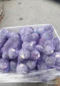 Sprzedam kapustę czerwona kal. 0.8-3kg jakość marketowa. Ilości paletowe 