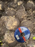 Sprzedam seler handlowy do mycia  kal. 500-1000g
