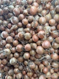 Sprzedam cebulę żółta kaliber 4-5 /5-7 /7+ worek 10/15 kg bigbag luz ilości tirowe i paletowe Cebula fazorowana 