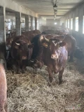 przedam jałówki wysokocielne, 10 sztuk - rasy limousin, 2 sztuki MM, wiek powyżej 30 miesięcy, wykonane badanie USG potwierdzające...