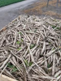 Sprzedam młodą pietruszkę w kalibrze handlowym, zapraszam pod nr 6 9 6 6 6 0 0 9 6