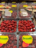 Malina 12x 125g Driscolls Portugalia- świeża dostawa Warszawa
