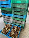 Sprzedam 3000 kg podgrzybka. Ilości paletowe / całosamochodowe. 