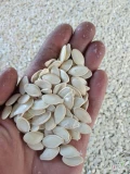Sprzedam pestki dyni kaliber 9+,12+ 150 ton miesiecznie,kraj pochodzenia Ukraina