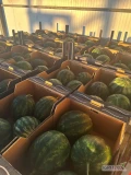  ARBUZ TURECKI Z PESTKAMI 7-11 KG CENA 0,70 EURO ZA KILO OD PRODUCENTA. PŁATNOŚĆ % 50 PROCENT, PŁATNOŚĆ % 50 PROCENT PRZY DOSTAWIE...