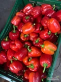 Sprzedam paprykę klasy drugiej świeża z ogonem 
