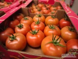 Sprzedam Pomidora Malinowego, Czerwonego, Jajko, Bawole Serce, Kotail. Kraj pochodzenia Hiszpania, Turcja, Maroko. 