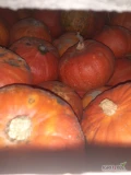 Witam sprzedam dynia hokaido i hallowen łącznie Ok 5ton w kalibrze taki jak na polu mix może być na pasze rozwarze każda propozycje...