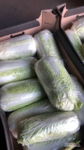 Sprzedam paletowe ilości kapusty pekińskiej 0.5-1.8 kg 