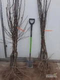 Sprzedam klapse na pigwie S1 wstawce bera hardy około 800 szt. Telefon.886888637