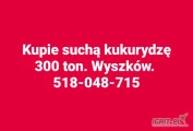 Kupie sucha kukurydzę ilości samochodowe