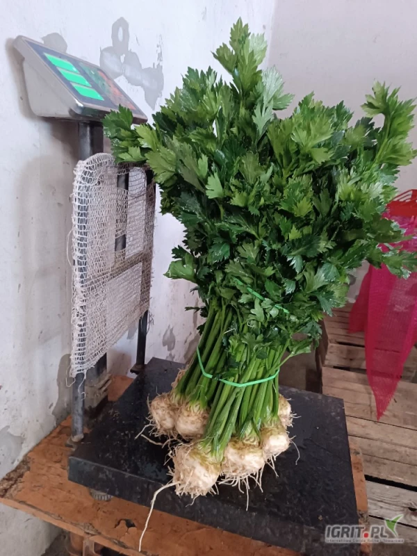/images/posts/2025/06/2019446/t1YcisrlPvtcgsQPtwLJRNph0Eivuk6MA3D3KHmk.jpeg
