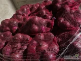 Sprzedam czerwoną cebulę obraną na Przemysł. Www.dominiak-warzywa.pl