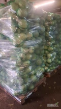Sprzedam kapuste kal 1-3kg zdrowa bez oznak wciornastka pakowana w worek lub karton box zostało ostatnie 5 ton 