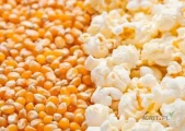 Продаем кукурузу попкорн (зерно кукурузы) на условиях EXW Молдова по цене 510...