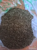Sprzedam kminek tegoroczny,ilosci tirowe,odbior na Litwie