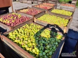 KUPUJEMY JABŁKO PRZEMYSŁOWE .GOLDEN I INNE  CAŁA WIELKOPOLSKA  Szukam miejsca pod skup owoców  .JABŁKA(DESEROWE,PRZEMYSŁOWE NA...