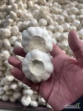 fresh garlic for sale contact via whatsapp