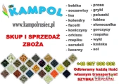 Kupię PROSO (żółte, białe, czerwone), GROCH, PELUSZKA, PSZENICA, JĘCZMIEŃ, FACELIA, KUKRYDZA DROBNA (żółta, czerwona, czarna,...