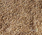 MAM DO SPRZEDANIA PSZENICĘ PASZOWĄ W ILOŚCI OKOŁO 35 ton cena 830zł +VAT 5% ZAKRZEW K.RADOMIA 3,5 KM OD ZJAZDU Z TRASY S7 NR 82...
