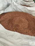 Sprzedam sorgo czerwone suche zbiór 2024