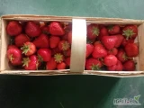 Sprzedam 580 łubianek Apriki z dzisiejszego  zbioru 