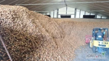Holenderską cebulę na worek z jasną łuską, dostarczoną luzem na wywrotkach do Odbiorcy sprzedam.  Cebula  minimum 90 % w rozmiarze...