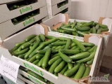 Sprzedam ogródek szklarniowy 12-15cm ładny twardy małe i duże ilości możliwy transport informacje pod nr tel 727694440