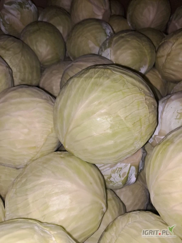 /images/posts/2025/06/2019966/mHCPttToKUNdwzC6QDyDTbFg3kMjdK60JrtwlknW.jpeg