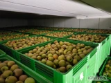 Sprzedam Szarą Rentę/Boskopa oraz Jonagoreda Suprę, towar 7,5+ aktualnie zamknięty w K.A. jest po freshu, jędrny, bez szarej pleśni,...