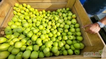 SPRZEDAM 50 TON GOLDENA PO FRESHU. OWOCE CZYSTE. 