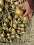 Oferujemy do sprzedaży cebulę zimową 5+ na obieranie w cenie 0.80 zł kg z dowozem 
