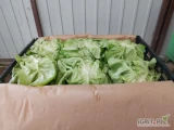 Sprzedam sałatę maslową ilości paletowe.
