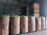 Kupię kapustę  białą w big bag  kaliber 1kg-4kg
