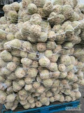 Sprzedam selera mytego. 10-11 szt wchodzi na 5 kg, sposób pakowania do uzgodnienia 