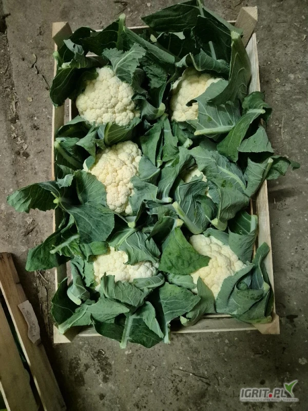 /images/posts/2025/06/2020158/R5oMgfj2eJr901psRZjdl2TBTotXT9f3s16n9Seq.jpeg