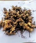 Jeżówka Purpurowa korzeń ok 10000kg