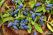 KUPIĘ jagodę kamczacką – 6 ton jagoda kamczacka BIO
