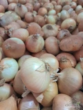 Sprzedam cebulę żółtą 50-70. Opakowanie - worek 10, 15 kg i big-bag.