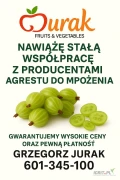 Firma JURAK kupi każdą ilość agrestu do mrożenia (na zielono lub dojrzały)
