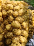 Ziemniak riviera colomba kał 3,5 + work 15kg wiązany na palecie 