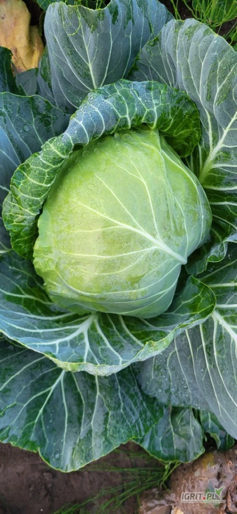 /images/posts/2025/06/2020379/X4kjBo2Z2dL7hNn49mkeBSDnnaYkgMIwMT4jbe3G.jpeg