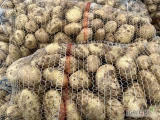 Sprzedam ziemniaki młode Arrow 15 ton pakowane worki 15 kg 