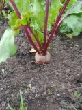 Sprzedam buraczka czerwonego odmiana wodan szykowany pod zamówienie cena 1.5zl powyżej 100kg 1 zł 