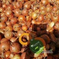 Sprzedam cebule żółtą   , kal. +50 . Opakowanie do uzgodnienia  5-10-15 kg worek szyty .