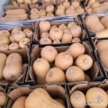 Dynia piżmowa  0.5 do 2 kg  luzem 2 zł
