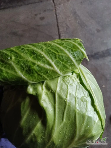 /images/posts/2024/07/1877107/t2CPMSyyojY1CXu1BGew8EHmcE56kuNtvdstpRgX.jpeg