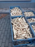 Sprzedam drugi gatunek pietruszki nadająca się na stołówki 600 kg