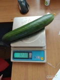Dzień dobry, sprzedam ogórka szklarniowego w ilościach od 1 samochodu.